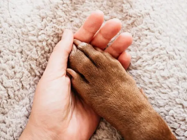 Conexión humana con mascota - compromiso y cuidado local