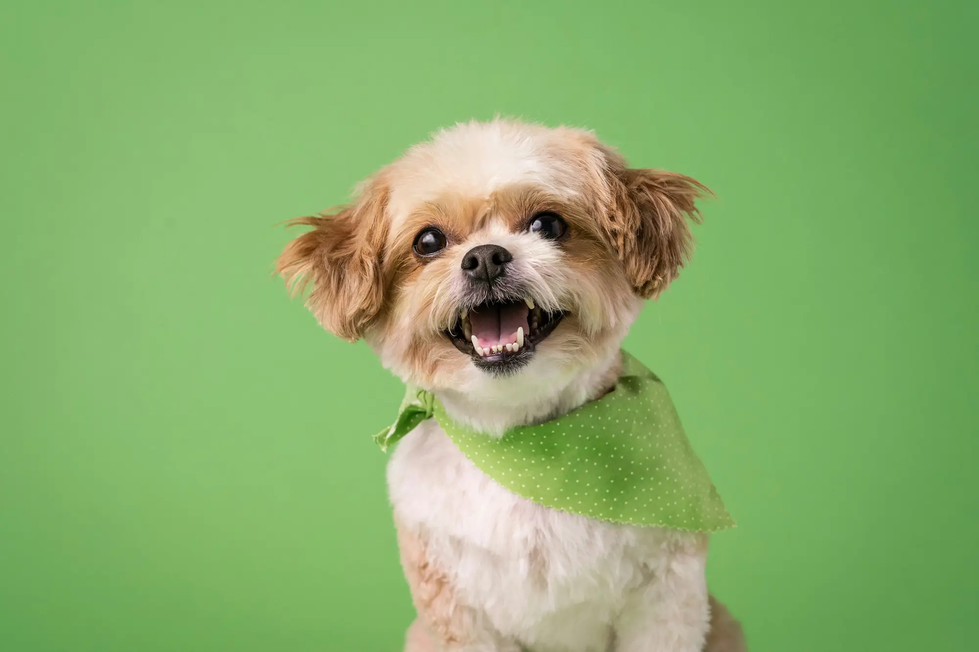 Perro feliz con alimentación natural BARF
